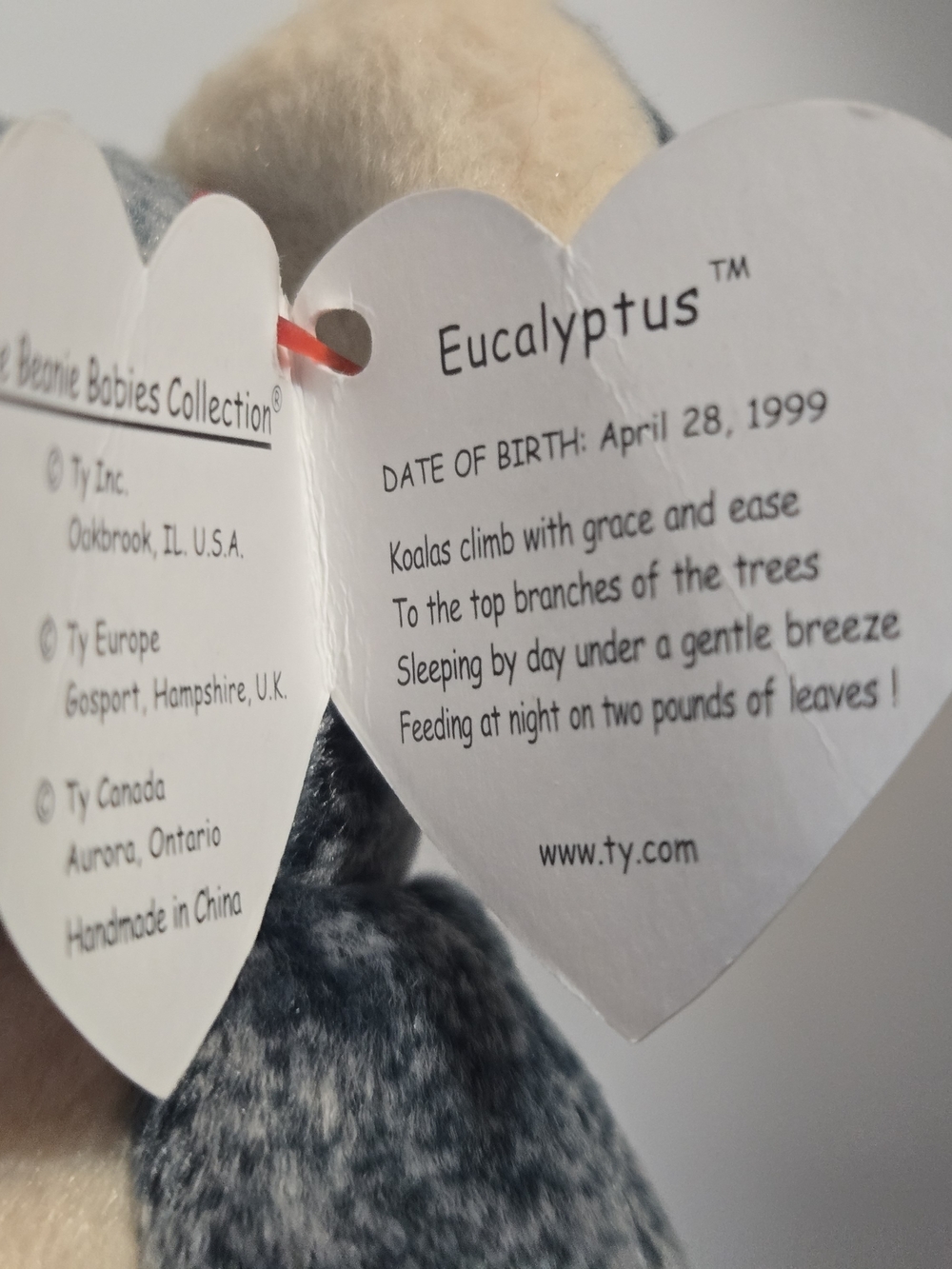 Ty Beanie BabyEucalyptus the Koala- introduced in 1999 - Picture 8 of 11